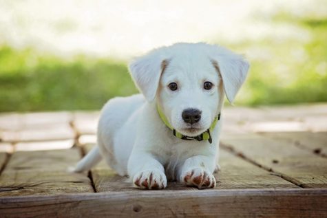 Movie Review: “A Dog’s Way Home”