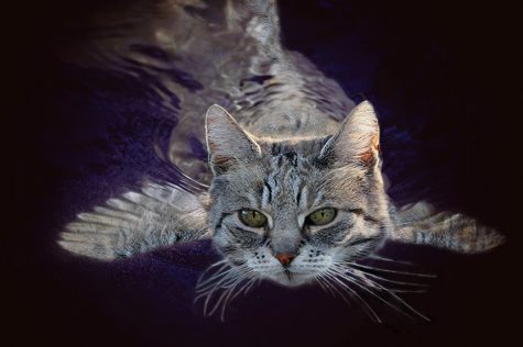 Body of a fish… Head of a cat?